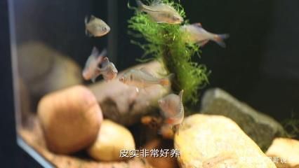 常見觀賞魚養(yǎng)殖種類調查（觀賞魚養(yǎng)殖基礎知識）