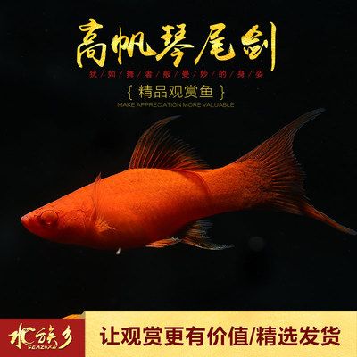 鳳尾魚缸里放什么清缸魚（鳳尾魚的養(yǎng)護(hù)技巧）