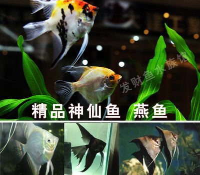 鳳尾魚缸里放什么清缸魚（鳳尾魚的養(yǎng)護(hù)技巧）