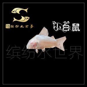 鳳尾魚缸里放什么清缸魚（鳳尾魚的養(yǎng)護(hù)技巧）