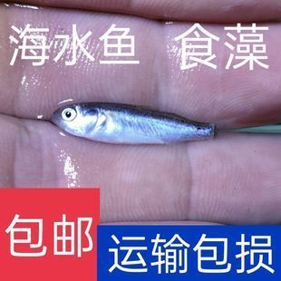 觀賞魚群魚都有什么魚吃（觀賞魚的營養(yǎng)需求與飲食習(xí)慣） 喂食器 第4張