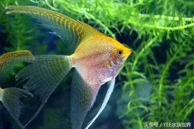 北斗神仙魚（北斗神仙魚的特征與分布北斗神仙魚的區(qū)別與飼養(yǎng)方法） 噴點(diǎn)菠蘿魚 第4張