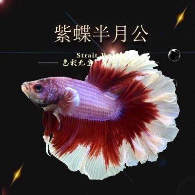 觀賞魚主播有哪些（如何成為一名成功的觀賞魚主播） 肥料 第3張