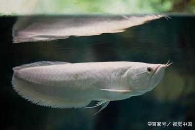 觀賞魚(yú)和食用魚(yú)哪個(gè)掙錢(qián)（養(yǎng)殖觀賞魚(yú)與食用魚(yú)的區(qū)別） 豹紋夫魚(yú)苗 第4張