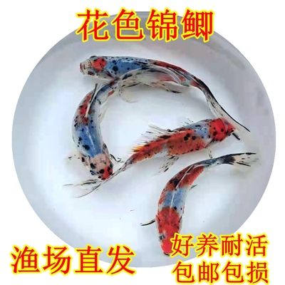 打卡記錄一下小龍魚(yú)回家一個(gè)月了（剛換完水開(kāi)燈感覺(jué)龍魚(yú)還是不習(xí)慣老撞缸）