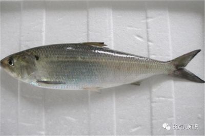 打卡記錄一下小龍魚(yú)回家一個(gè)月了（剛換完水開(kāi)燈感覺(jué)龍魚(yú)還是不習(xí)慣老撞缸）