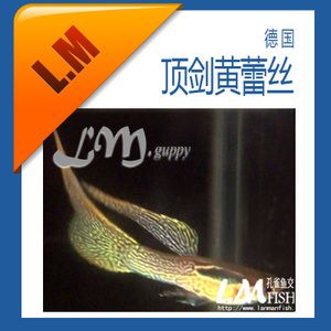 好看觀賞魚的視頻（關于好看觀賞魚的視頻推薦） 龍魚專用燈 第1張