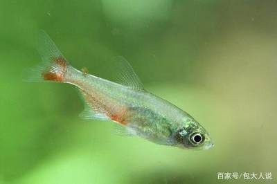 觀賞魚和普通魚有什么區(qū)別？