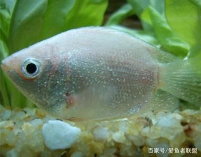 觀賞魚和普通魚有什么區(qū)別？ 文玩 第4張