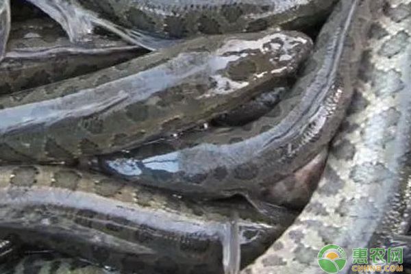 黑桃a魚怎么分公母（如何區(qū)分黑桃a魚公母） 豹紋夫魚苗 第3張