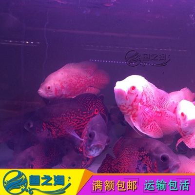 大型熱帶魚觀賞魚（大型熱帶魚有哪些種類？） 白子銀版魚 第1張