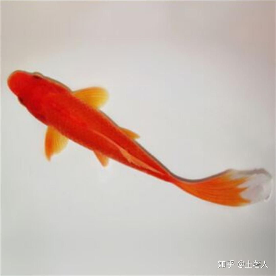 紅金龍觀賞魚(yú)怎么養(yǎng)（紅金龍魚(yú)的養(yǎng)殖技巧） 藍(lán)帆三間魚(yú) 第3張