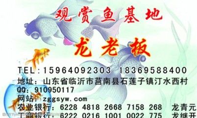 觀賞魚店名片（恩平觀賞魚店名片） 一眉道人魚苗 第2張