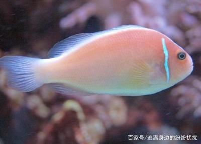 比較有趣的觀賞魚品種名字（十大最漂亮的海水觀賞魚） 魚缸風水 第4張