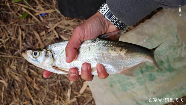 白條魚和翹嘴魚的區(qū)別（白條魚和翹嘴魚在外觀上有一些相似之處，使得它們成為兩種不同的魚類） 祥龍魚場(chǎng) 第1張