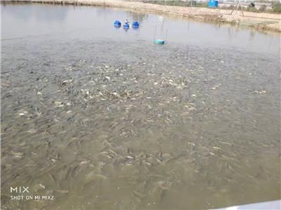 放生魚苗價格（關(guān)于放生魚苗的一些問題）