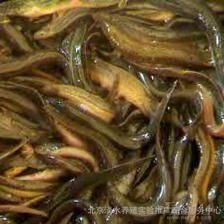 放生魚苗價(jià)格（關(guān)于放生魚苗的一些問題） 馬來西亞貓山王榴蓮 第4張