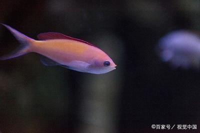 觀賞魚值錢的有哪些（觀賞魚的收藏與投資） 祥龍水族護理水 第1張