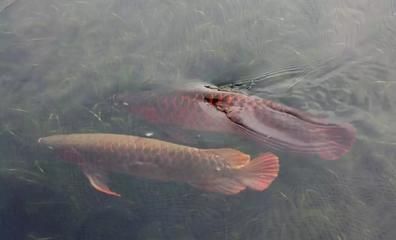 紅龍最高水溫不能超過多少（關(guān)于紅龍魚的水溫管理） 黑白雙星魚 第3張