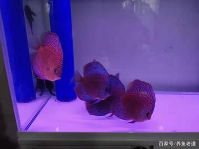 觀賞魚總是在水面浮著不動(dòng)（觀賞魚總是在水面浮著不動(dòng)可能是多種原因造成的） 全國觀賞魚市場(chǎng) 第1張