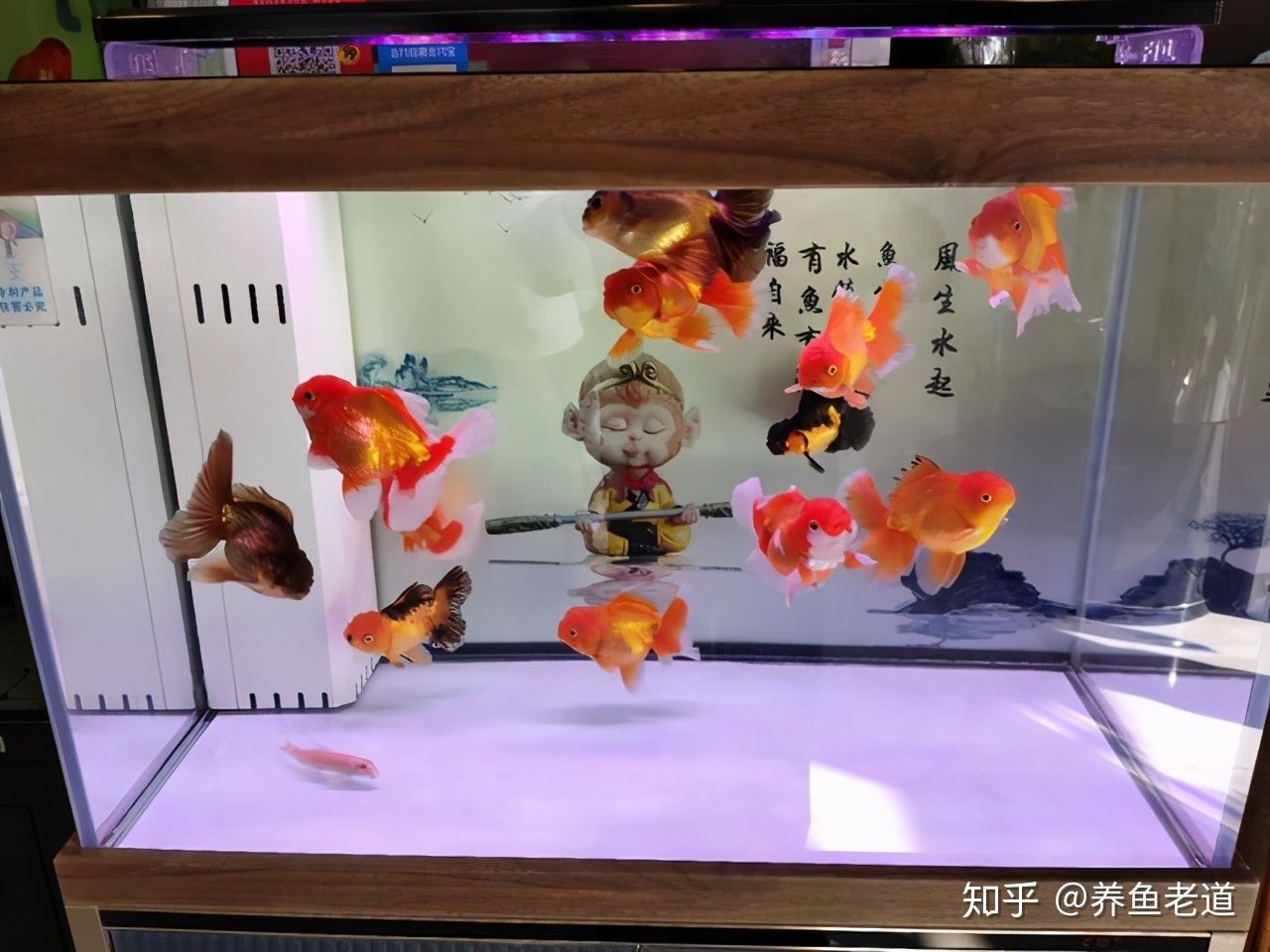 觀賞魚總是在水面浮著不動(dòng)（觀賞魚總是在水面浮著不動(dòng)可能是多種原因造成的） 全國觀賞魚市場(chǎng) 第4張