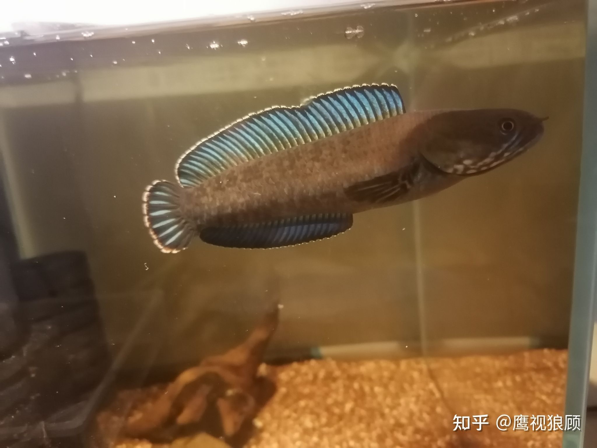 互動性最好的小型觀賞魚（互動性最好的小型觀賞魚有哪些？）