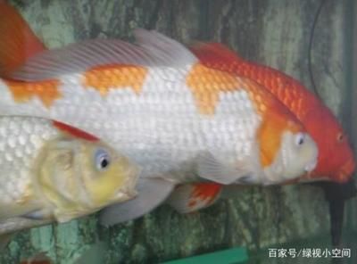 觀賞魚(yú)可以吃水果嗎（水果對(duì)觀賞魚(yú)的影響）