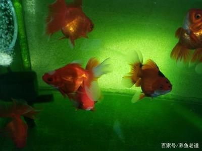 觀賞魚(yú)可以吃水果嗎（水果對(duì)觀賞魚(yú)的影響）