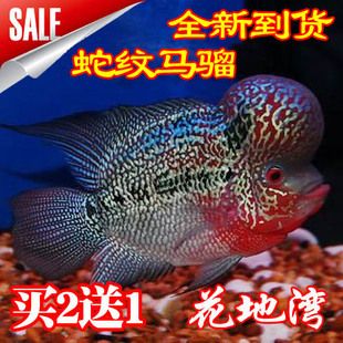 觀賞魚(yú)專賣(mài)店怎么樣（觀賞魚(yú)市場(chǎng)前景分析） 赤荔鳳冠魚(yú) 第3張