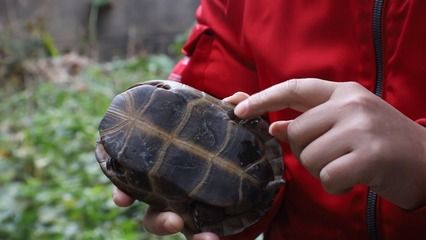 白化巴西龜不同窩繁殖（白化巴西龜養(yǎng)殖的注意事項(xiàng)在養(yǎng)殖白化巴西龜?shù)淖⒁馐马?xiàng)）