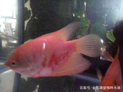 紅色 觀賞魚（紅色觀賞魚是一類色彩豐富、種類繁多的紅色觀賞魚品種） 黃金斑馬魚 第2張