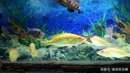 觀賞魚水族館怎么樣養(yǎng)（水族館養(yǎng)殖觀賞魚的注意事項(xiàng)） 潛水艇魚 第3張