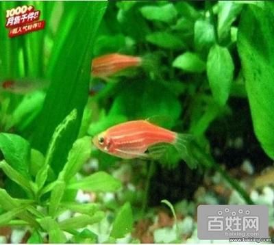 觀賞魚養(yǎng)哪種比較好（觀賞魚養(yǎng)護秘籍） 紅龍魚魚糧飼料 第4張