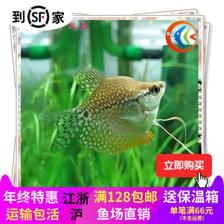 觀賞魚養(yǎng)哪種比較好（觀賞魚養(yǎng)護秘籍） 紅龍魚魚糧飼料 第3張