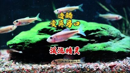 觀賞魚(yú) 價(jià)格一落千丈（觀賞魚(yú)市場(chǎng)的價(jià)格波動(dòng)并非偶然的價(jià)格波動(dòng)并非偶然） 可麗愛(ài)魚(yú)缸 第3張