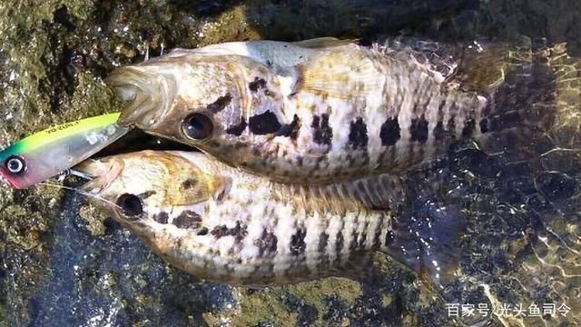 海南觀賞魚（海南觀賞魚產(chǎn)業(yè)發(fā)展趨勢） 其他益生菌 第3張