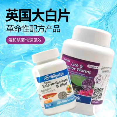 觀賞魚大白片能長期用嗎（自制觀賞魚大白片能否長期使用大白片能否長期使用） 南美異形觀賞魚 第2張