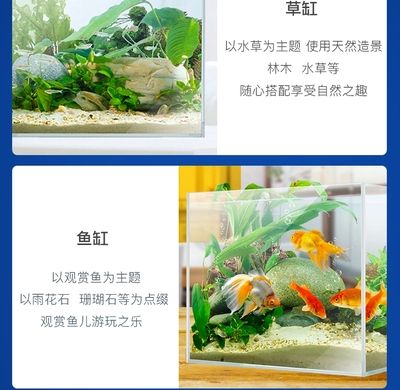 草缸觀賞魚搭配什么魚（草缸觀賞魚怎么養(yǎng)） 魚缸水泵 第4張