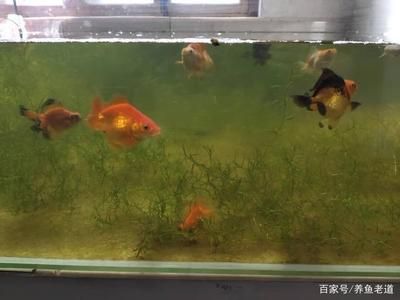 觀賞魚(yú)身上有白點(diǎn)放什么藥效果最好（觀賞魚(yú)身上出現(xiàn)白點(diǎn)怎么辦） 小型觀賞魚(yú) 第4張