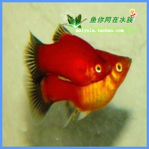 觀賞魚大魚吃小魚怎么辦視頻（觀賞魚大魚吃小魚怎么辦？）