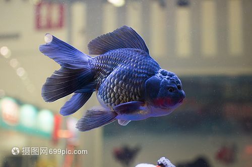 漢川哪有觀賞魚賣的（孝感漢川市魚多多水族金魚店）