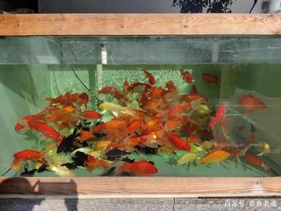 漢川哪有觀賞魚賣的（孝感漢川市魚多多水族金魚店）