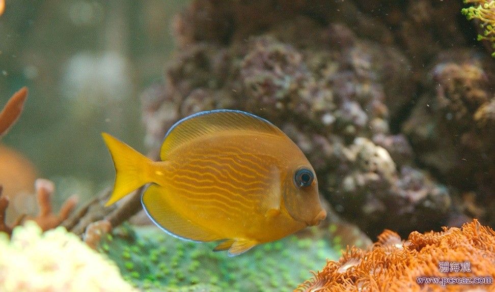 海魚活體 觀賞魚有哪些（常見海水觀賞魚種類介紹） 可麗愛魚缸 第1張