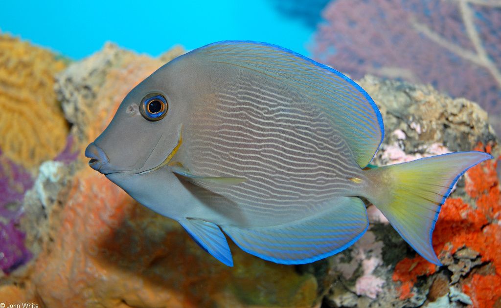 海魚(yú)活體 觀賞魚(yú)有哪些（常見(jiàn)海水觀賞魚(yú)種類介紹） 可麗愛(ài)魚(yú)缸 第2張