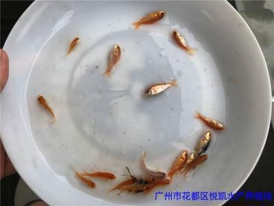 廣東錦鯉魚(yú)苗批發(fā)（廣東地區(qū)有多家水產(chǎn)養(yǎng)殖場(chǎng)提供錦鯉魚(yú)苗批發(fā)服務(wù)）