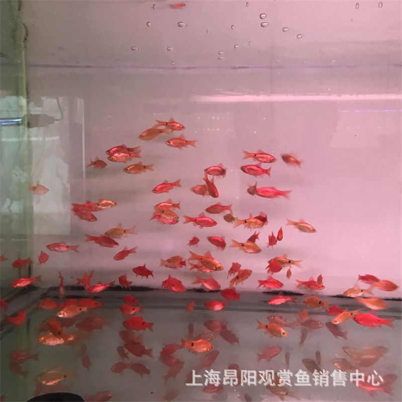 觀賞魚種類價格（熱帶觀賞魚價格及其價格范圍：熱帶觀賞魚的養(yǎng)護(hù)秘籍） 馬來西亞咖啡 第1張