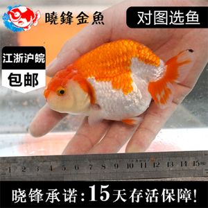 觀賞魚種類價格（熱帶觀賞魚價格及其價格范圍：熱帶觀賞魚的養(yǎng)護(hù)秘籍） 馬來西亞咖啡 第4張