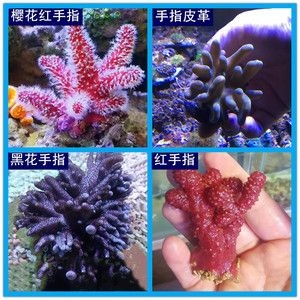 紅色海水觀賞魚有哪些（海水觀賞魚的飼養(yǎng)技巧） 馬拉莫寶石魚苗 第2張