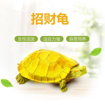 白化巴西龜（如何飼養(yǎng)白化巴西龜） 大日玉鯖魚 第3張