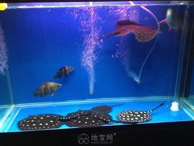 觀賞魚交流群（雙鴨山市嶺東區(qū)人民政府主辦的觀賞魚交流群推薦：觀賞魚交流群）